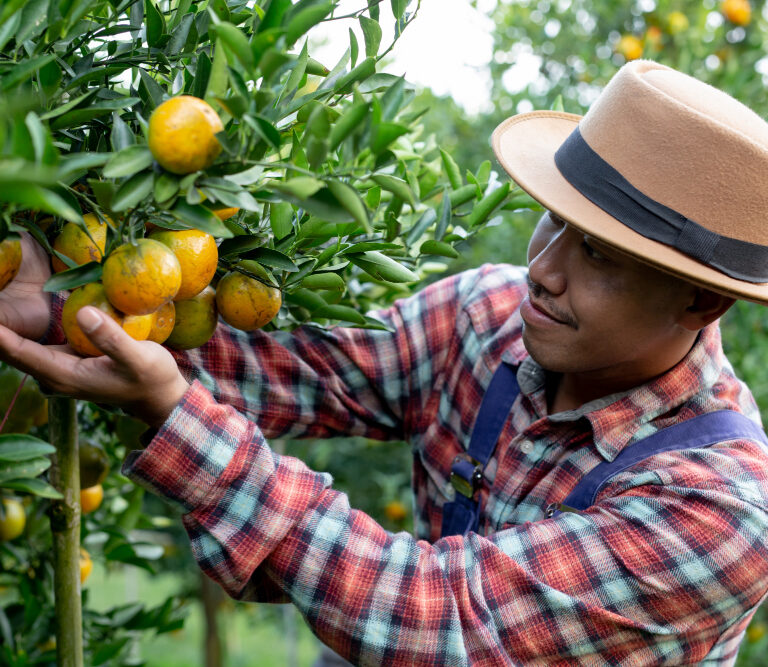 Fruit Picker Jobs with VISA Sponsorship