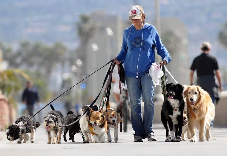 Dog Walker Jobs with Sponsored Visas and Relocation Packages